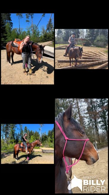 4 jähriger Quarter Horse Wallach, Anja Helmel, Horses For Sale, Sankt Willibald , Image 14