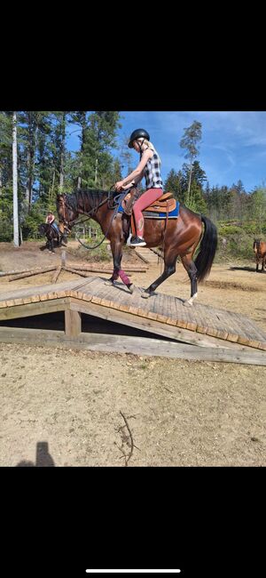 4 jähriger Quarter Horse Wallach, Anja Helmel, Horses For Sale, Sankt Willibald , Image 11