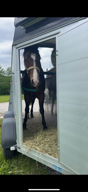 4 jähriger Quarter Horse Wallach, Anja Helmel, Horses For Sale, Sankt Willibald , Image 2