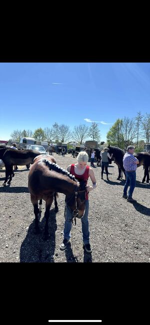 4 jähriger Quarter Horse Wallach, Anja Helmel, Horses For Sale, Sankt Willibald , Image 9