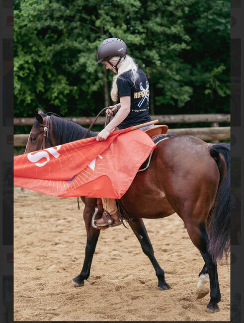 4 jähriger Quarter Wallach, Anja Helmel, Horses For Sale, Sankt Willibald , Image 2