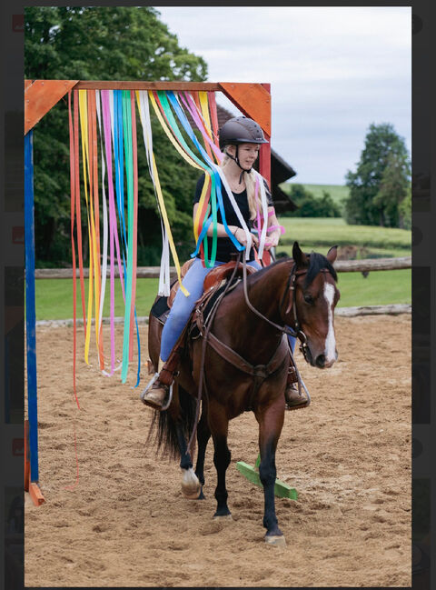 4 jähriger Quarter Wallach, Anja Helmel, Horses For Sale, Sankt Willibald , Image 3