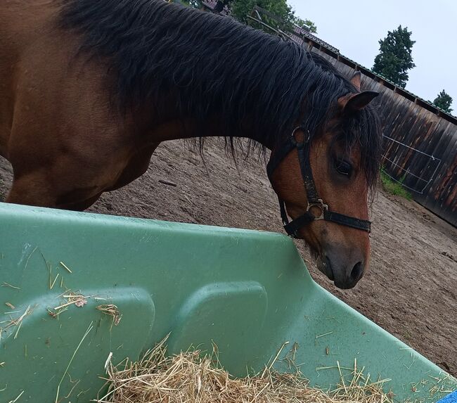 4 jähriger welsh Wallach, Unbekannt , Horses For Sale, 03185 Peitz, Image 2