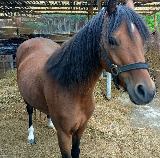 4 jähriger welsh Wallach, Unbekannt , Horses For Sale, 03185 Peitz, Image 5