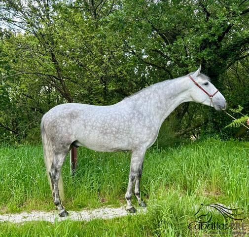 4 jähr. PRE Hengst - Digital Sohn - 1.61 m, Thomas Adams (Caballos PRE), Pferd kaufen, Bell, Abbildung 6