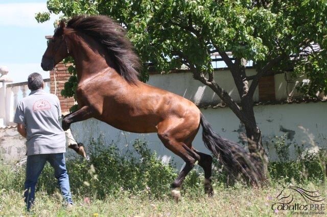 4 jähr. PRE Hengst - viel Potenzial - TOp Charakter, Thomas Adams (Caballos PRE), Pferd kaufen, Bell, Abbildung 9