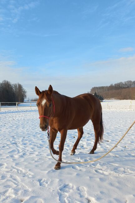 4 jährige Quarter Horse Stute, Sandra E., Pferd kaufen, Ostermiething , Abbildung 4