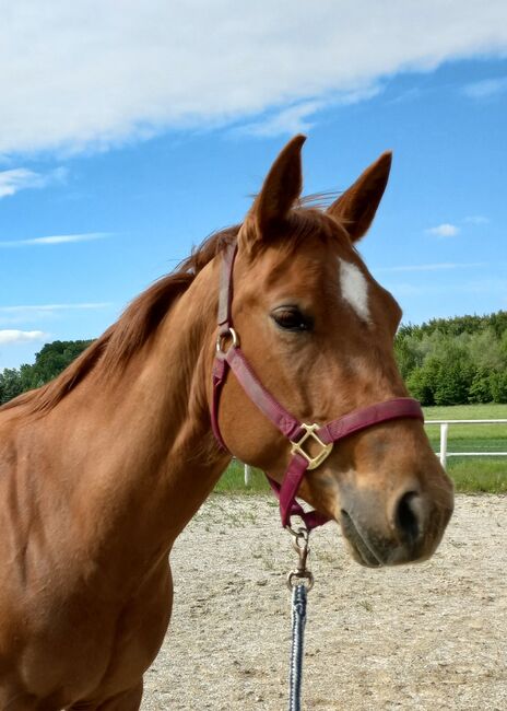 4 jährige Quarter Horse Stute, Sandra E., Pferd kaufen, Ostermiething , Abbildung 6