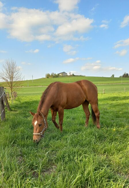 4 jährige Quarter Horse Stute, Sandra E., Pferd kaufen, Ostermiething , Abbildung 9