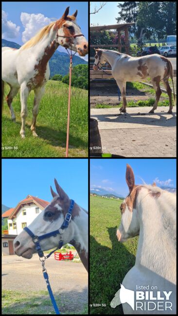 4 jährige Quater Mix Stute, Florian oder Romana Schwarz , Pferd kaufen, St. Leonhard bei Siebenbrünn, Abbildung 6
