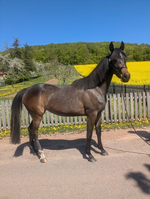 4 jährige Reitpony Stute, Marie, Pferd kaufen, Kirchworbis 