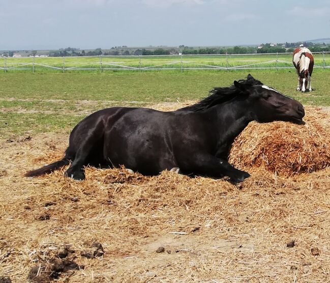 4 Jährige Schwarze Noriker-Friesen-Mix Stute, Nina Preininger, Pferd kaufen, Fels am wagram