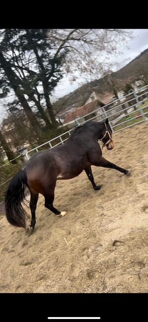 4 jähriger Quarter Horse Wallach, Anja Helmel, Pferd kaufen, Sankt Willibald , Abbildung 8