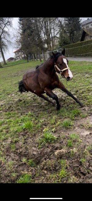 4 jähriger Quarter Horse Wallach, Anja Helmel, Pferd kaufen, Sankt Willibald , Abbildung 13