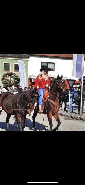 4 jähriger Quarter Horse Wallach, Anja Helmel, Pferd kaufen, Sankt Willibald , Abbildung 7