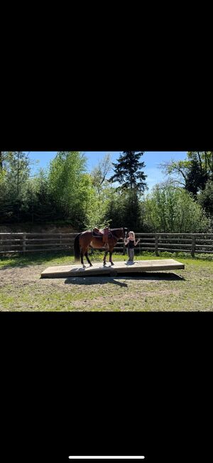 4 jähriger Quarter Horse Wallach, Anja Helmel, Pferd kaufen, Sankt Willibald , Abbildung 3