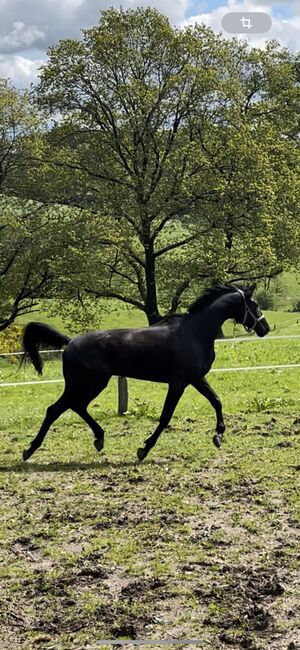 4 Jähriger Trakehner Wallach, Helga , Pferd kaufen, Siegen , Abbildung 2