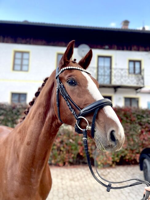 4 jähriger Wallach, Resi Osl, Pferd kaufen, Kraiburg, Abbildung 4