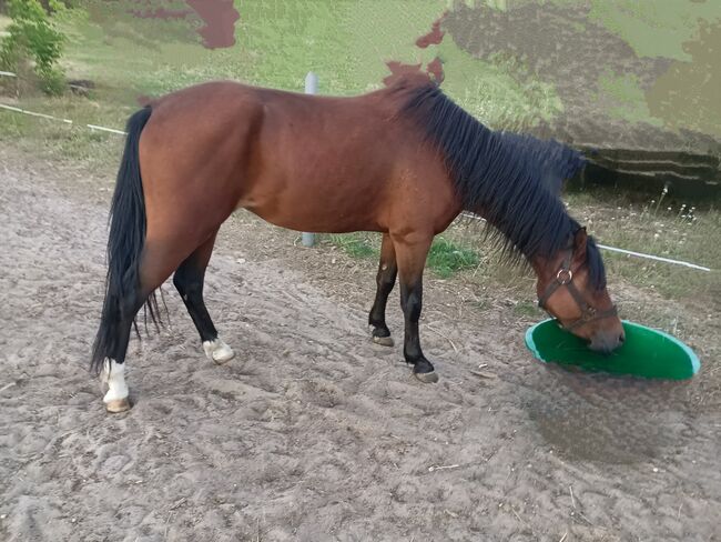 4 jähriger welsh Wallach, Unbekannt , Pferd kaufen, 03185 Peitz, Abbildung 6