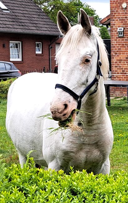 4 jähriges Traumpferd zu verkaufen, Wida Franken , Pferd kaufen, Ihlow, Abbildung 2