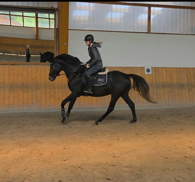 4jähriger Hannoveraner Hengst von Casino Berlin, Manuela Menzel , Horses For Sale, Magdeburg 