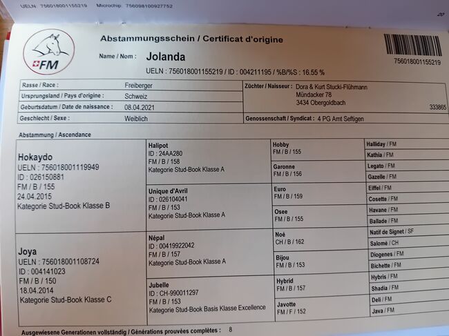 4-jährige Alt-Freiberger Stute zu verkaufen, Dányádi Claudia , Horses For Sale, Zalaszentgrót , Image 3