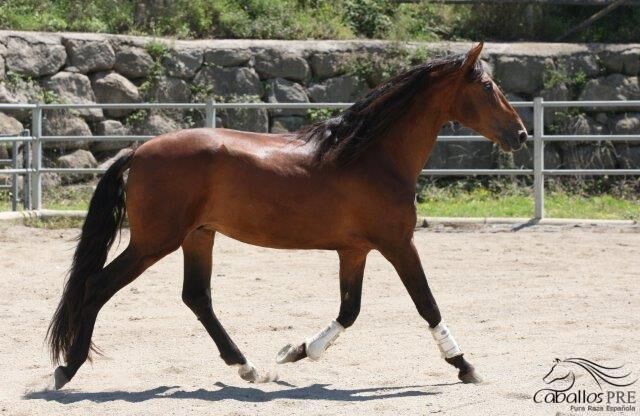 4 jähr. Bewegungsstarker PRE Hengst - ca. 1.64 m - vom Züchter, Thomas Adams (Caballos PRE), Horses For Sale, Bell, Image 9