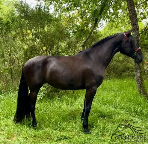 4 jährige PRE Rappstute - angeritten - ca 1.68 m - Yeguada Militar, Thomas Adams (Caballos PRE), Horses For Sale, Bell, Image 3