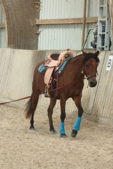 4 Jährige Wallach, Jill Eising , Horses For Sale, Hasselfelde 