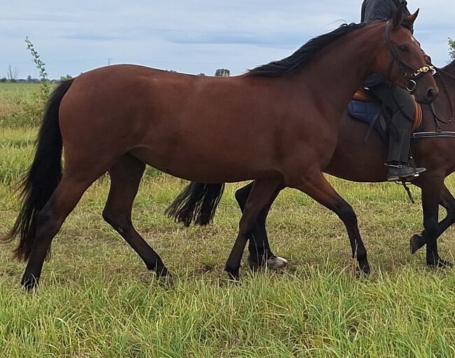 4 jährige, sehr dominante Stute Sanny, Franziska Hommel, Horses For Sale, Delitzsch