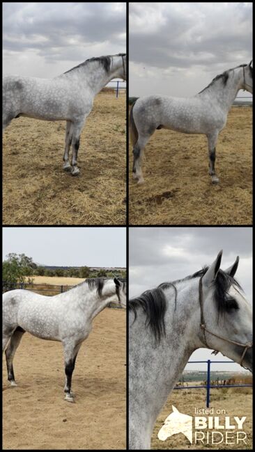 4 jähriger reiner Cartujano Hengst - angeritten - ca. 1.61 m - Gekört, Thomas Adams (Caballos PRE), Konie na sprzedaż, Bell, Image 5