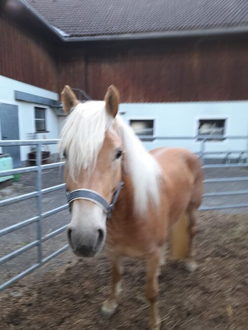 4 jährige Mosti, Sophie Kneidinger, Konie na sprzedaż, Am Landlberg, Image 5