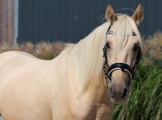 4jähriges Deutsches Reitpony, Martina schill , Konie na sprzedaż, Floss