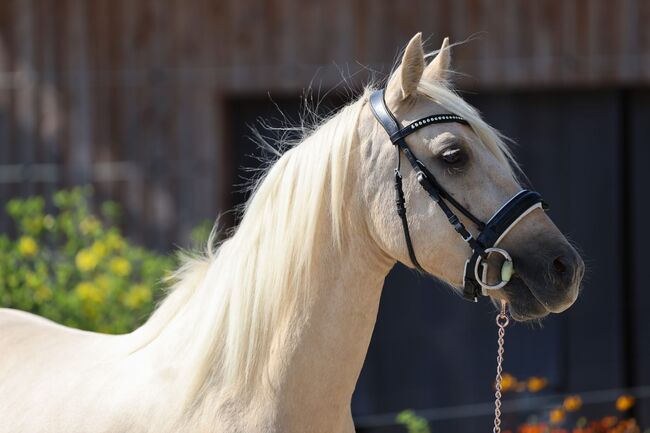 4jähriges Deutsches Reitpony, Martina schill , Konie na sprzedaż, Floss, Image 3