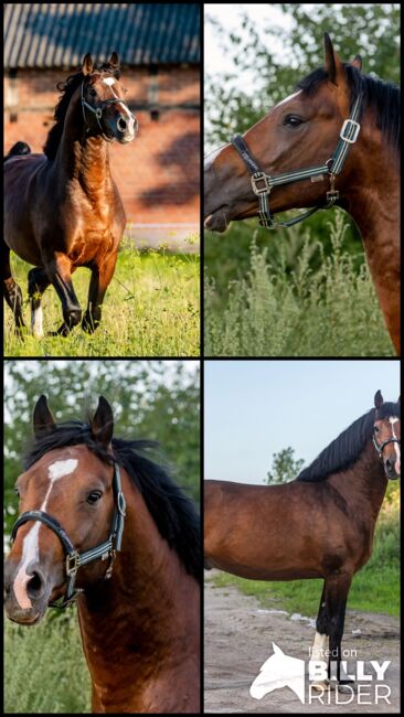 4 Jähriger Zangersheider Hengst, Kristina Häfele, Konie na sprzedaż, Burk, Image 8