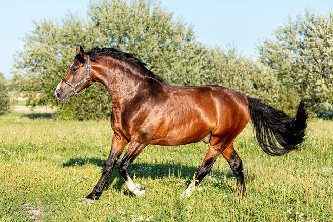 4 Jähriger Zangersheider Hengst, Kristina Häfele, Konie na sprzedaż, Burk, Image 7