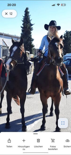 4 jähriger Quarter Horse Wallach, Anja Helmel, Konie na sprzedaż, Sankt Willibald , Image 6