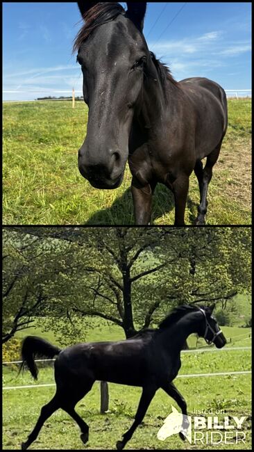 4 Jähriger Trakehner Wallach, Helga , Konie na sprzedaż, Siegen , Image 3