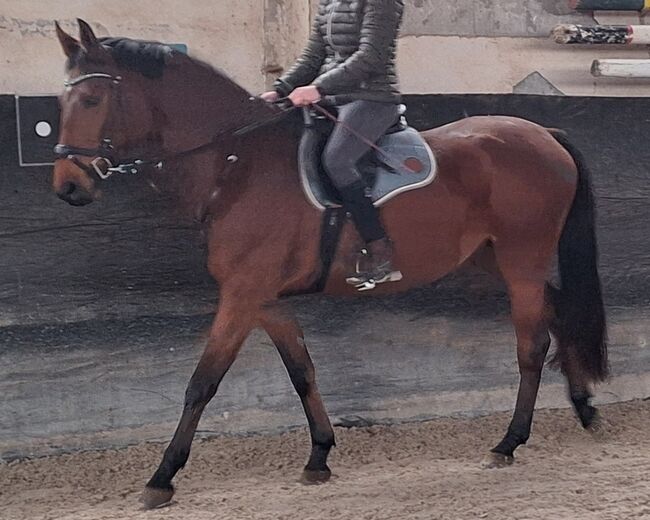 4 jährige, sehr dominante Stute Sanny, Franziska Hommel, Konie na sprzedaż, Delitzsch, Image 2