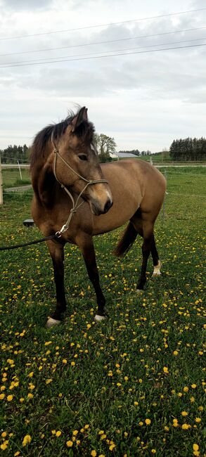 4jährige Dunkelfalb-Stute, Doris Landerdinger , Konie na sprzedaż, Uttendorf, Image 3
