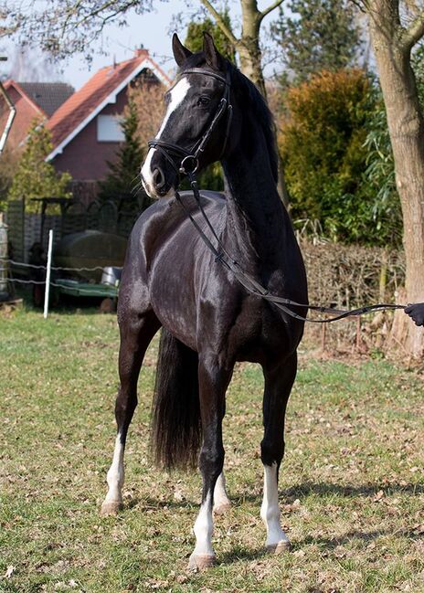 4 jährige traum Stute, Kamila Schau, Konie na sprzedaż, Worpswede , Image 2