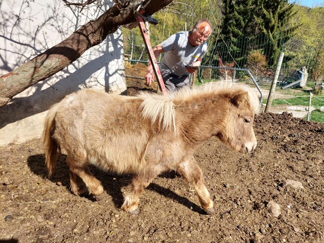 4 Shetty Pony Hengste aus Top Zucht, Pony Hof Storer/Teubl, Konie na sprzedaż, Pöllauberg , Image 2