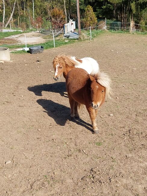 4 Shetty Pony Hengste aus Top Zucht, Pony Hof Storer/Teubl, Konie na sprzedaż, Pöllauberg , Image 11