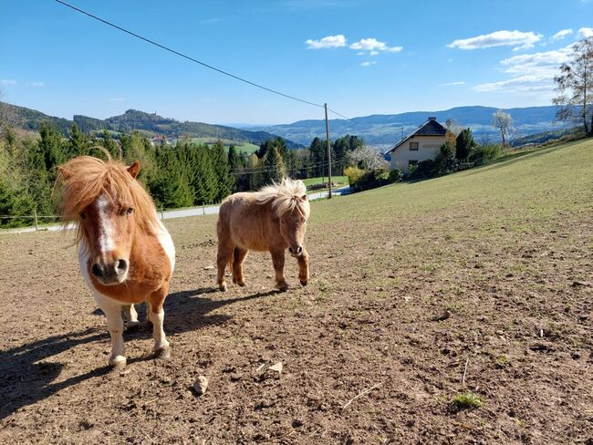 4 Shetty Pony Hengste aus Top Zucht, Pony Hof Storer/Teubl, Konie na sprzedaż, Pöllauberg , Image 6