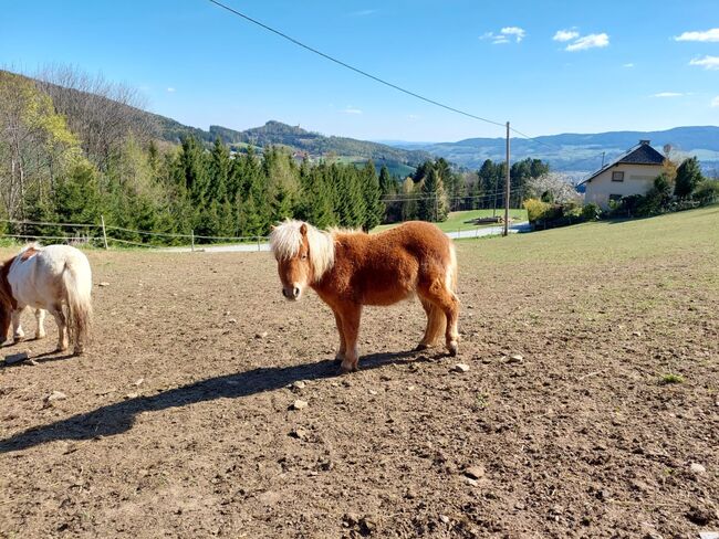 4 Shetty Pony Hengste aus Top Zucht, Pony Hof Storer/Teubl, Konie na sprzedaż, Pöllauberg , Image 3