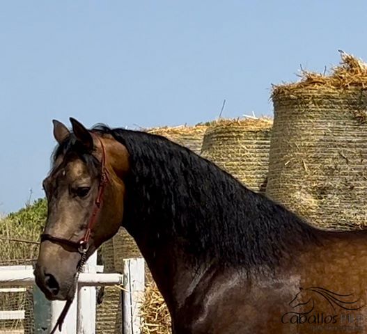 4 jähr PRE Dunkel Buckskin Hengst - aktuell ca. 1.67 m - angeritten, Thomas Adams (Caballos PRE), Horses For Sale, Bell, Image 6