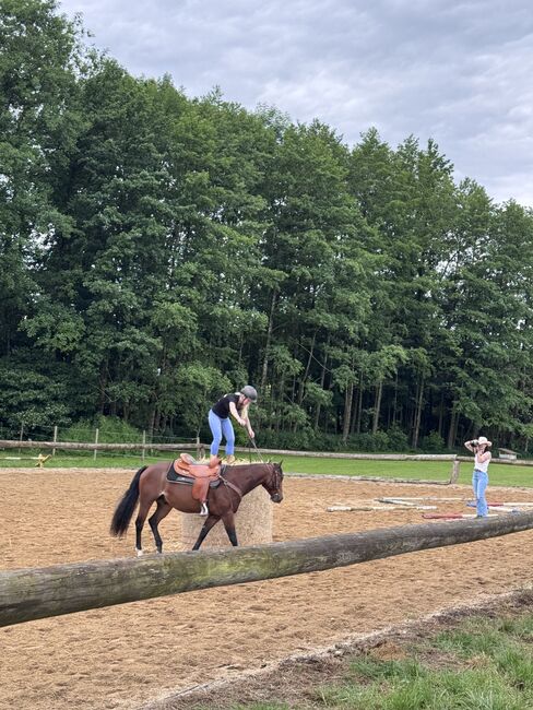 4 jähriger Quarter Wallach, Anja Helmel, Horses For Sale, Sankt Willibald , Image 11