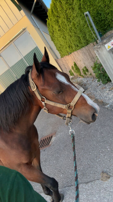 4 jähriger Quarter Wallach, Anja Helmel, Horses For Sale, Sankt Willibald , Image 13