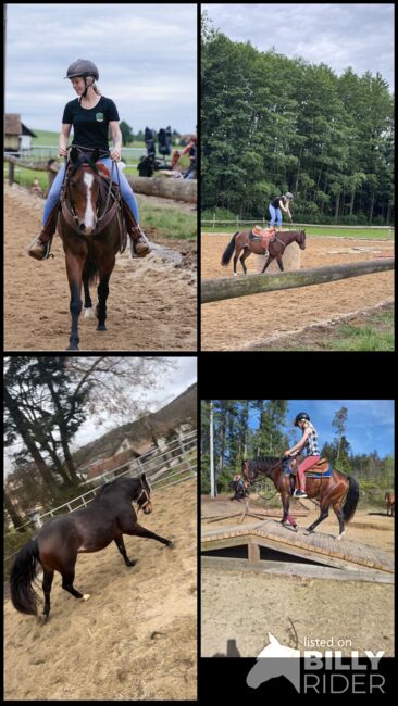 4 jähriger Quarter Wallach, Anja Helmel, Horses For Sale, Sankt Willibald , Image 15