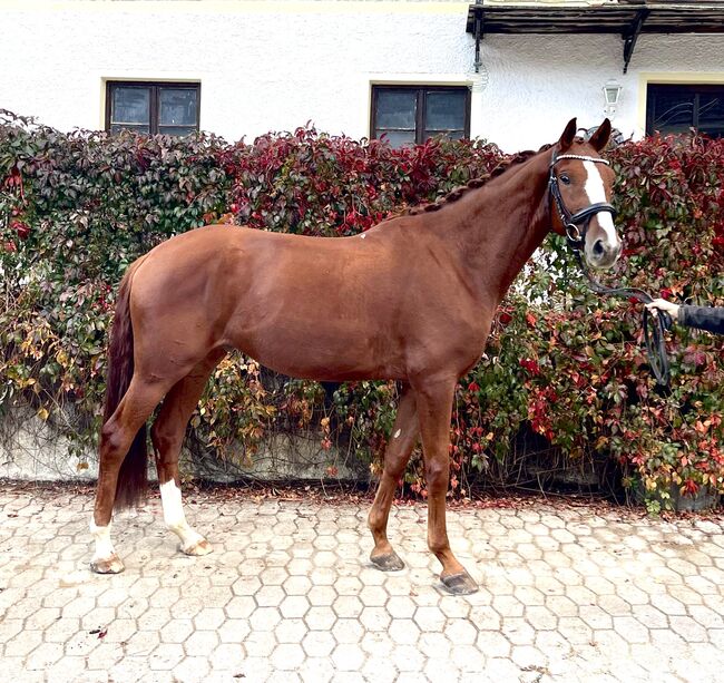 4 jähriger Wallach, Resi Osl, Horses For Sale, Kraiburg, Image 2